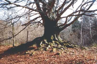 A photograph of a tree